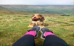 Cocker Spaniel dogs for sale: KC Show Cocker Spaniel Pups DNA health Simbawood  - Image 7