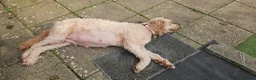 Double Doodle dogs for sale: Double Doodle Puppies in Bristol - Advert 4