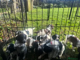 English Springer Spaniel dogs British springer spaniel in Cirencester - Advert 1
