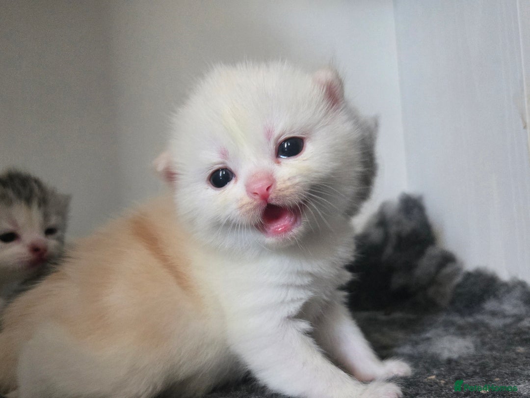 Persian cats for sale: Persian x fluffy kittens  - Image 1