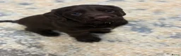 Cocker Spaniel dogs for sale: KC HEALTH TESTED COCKER SPANIEL  - Advert 4