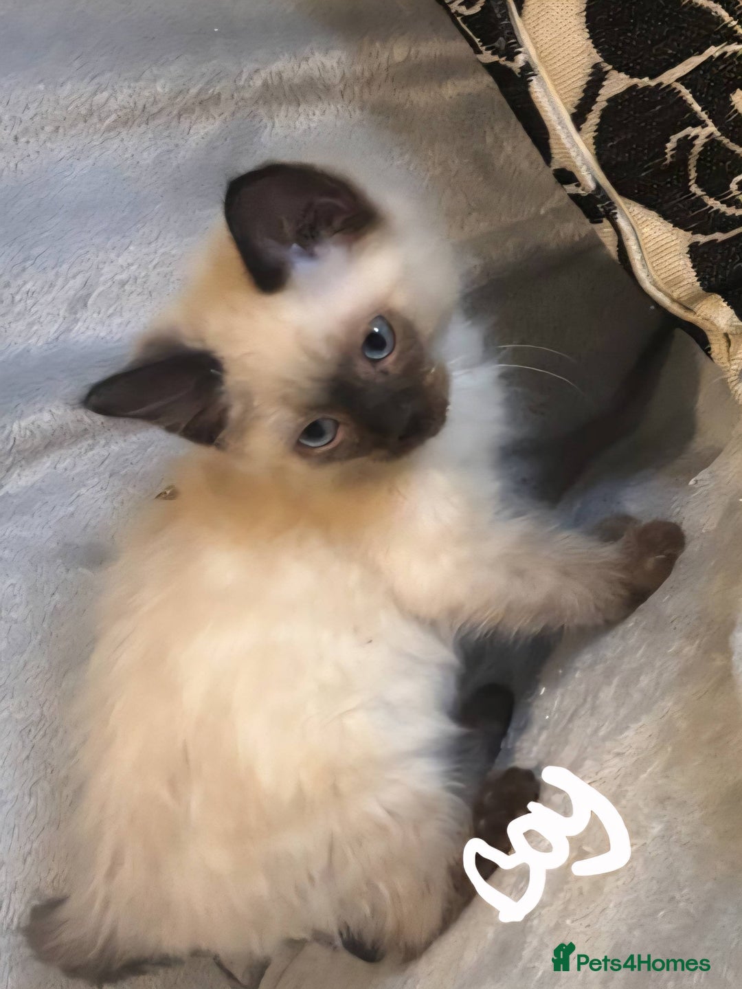 Ragdoll cats for sale: 6 gorgeous seal ragdoll kittens  - Image 5