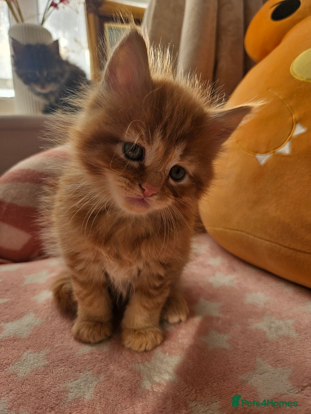 Mixed Breed cats for sale: Beautiful ginger mix long hair maine coon kittens - Advert 26