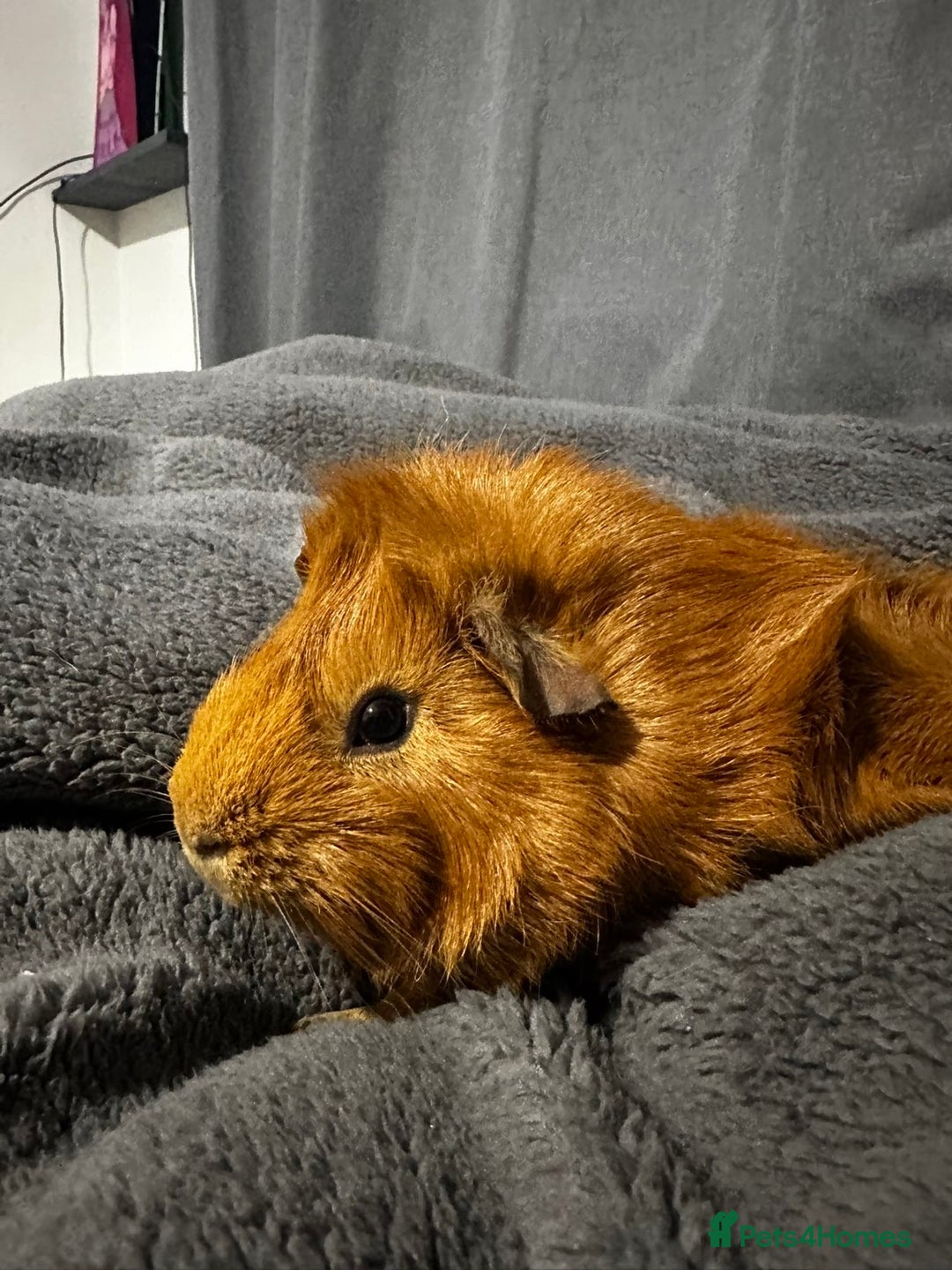 Guinea Pig rodents for sale: Two male guinea pigs for sale - Advert 2