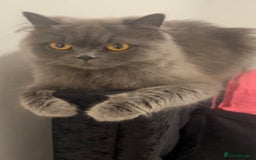 Scottish Fold cats for sale: Scottish fold for sale  - Image 1
