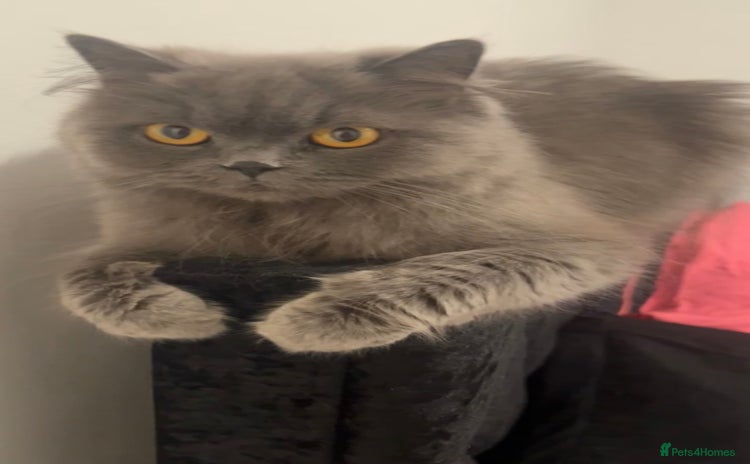 Scottish Fold cats for sale - Advert 1