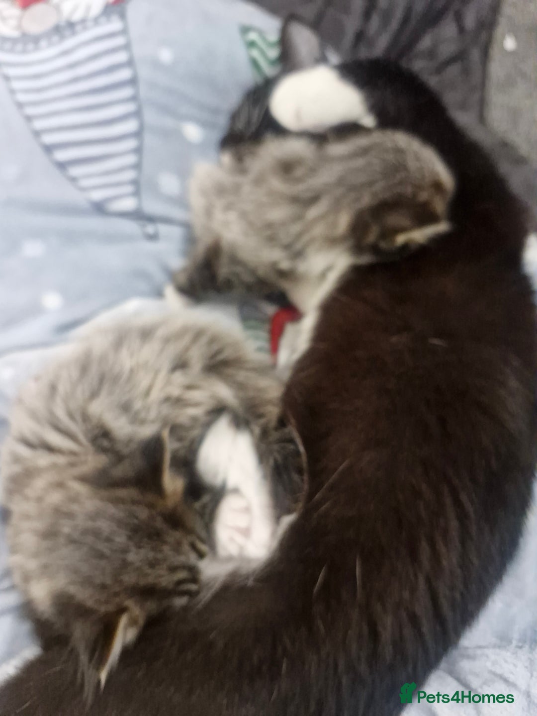 British Longhair cats for sale: 2 beautiful British long haired tabby kitten  - Advert 1