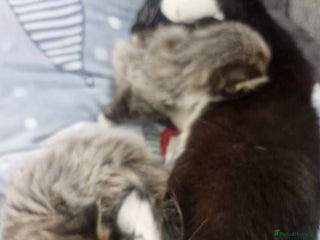 British Longhair cats 2 beautiful British long haired tabby kitten - Advert 1