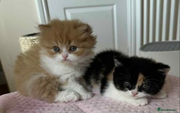 British Shorthair cats for sale: British Shorthair Pedigree Kittens - Image 4