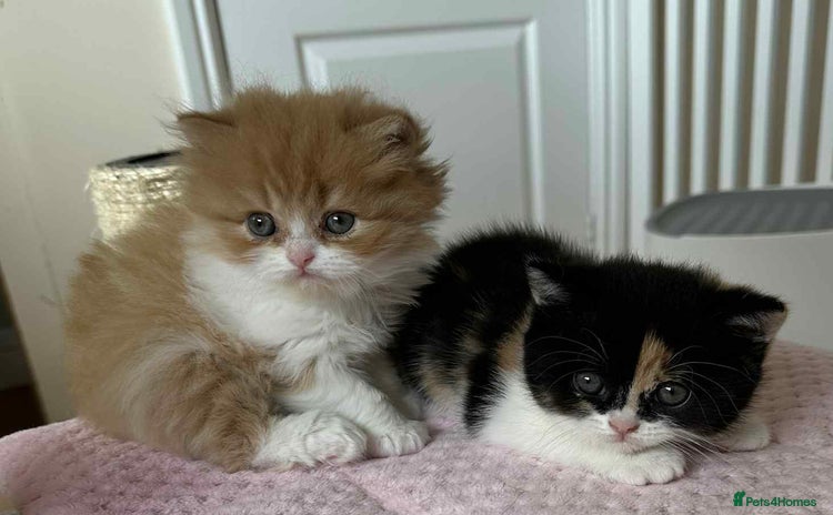 British Shorthair cats - Advert 10