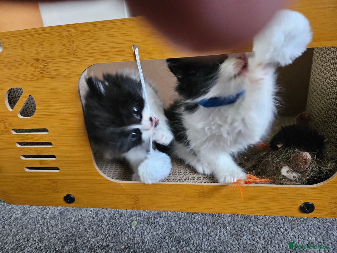 Turkish Angora cats for sale: Turkish Angora cross breed kittens - Advert 7