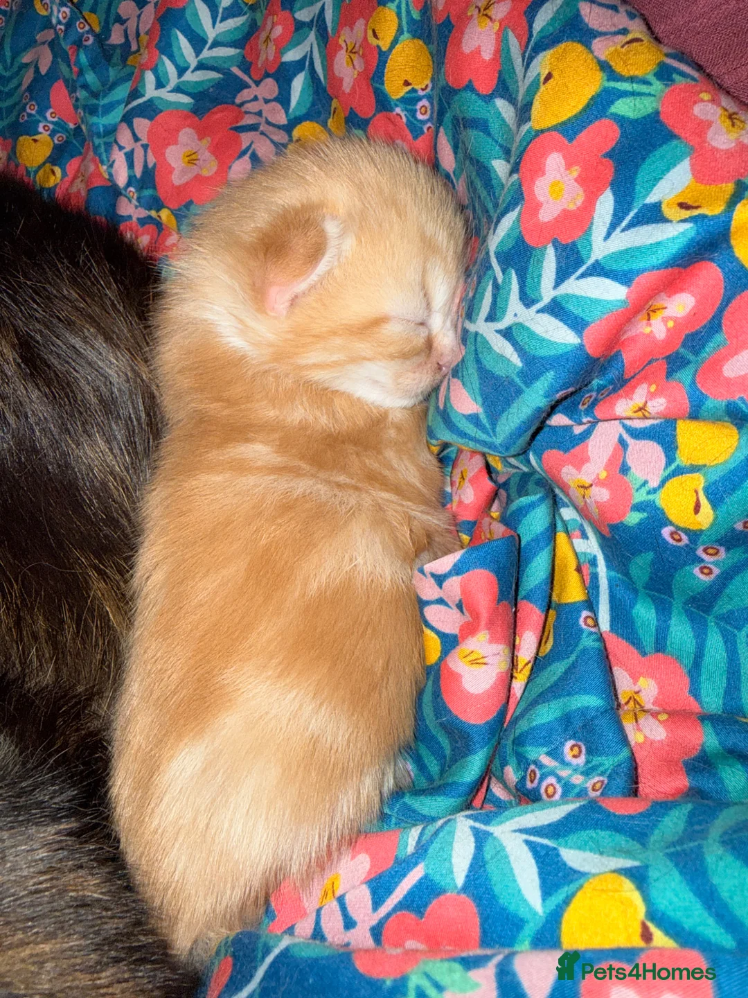 Mixed Breed cats for sale: Beautiful kittens - ready to go on the 18th May 🐱 in Shoreham-by-Sea - Advert 2