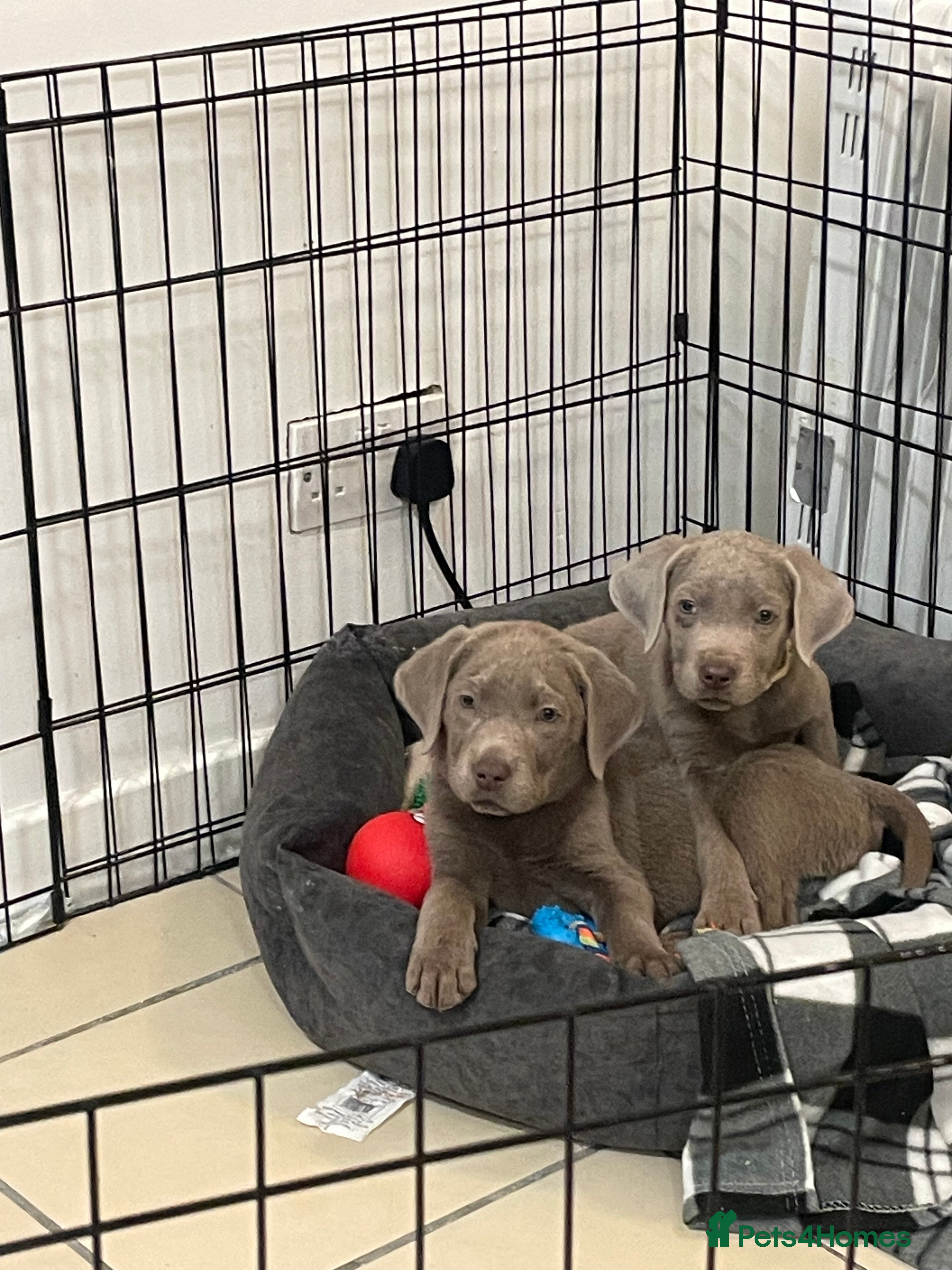 Labrador Retriever dogs Stunning silver Labradors ready now boys only  - Advert 6