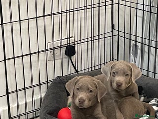 Labrador Retriever dogs Stunning silver Labradors ready now boys only - Advert 8