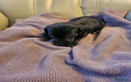 Mixed Breed dogs for sale: 1 pup available  - Image 5
