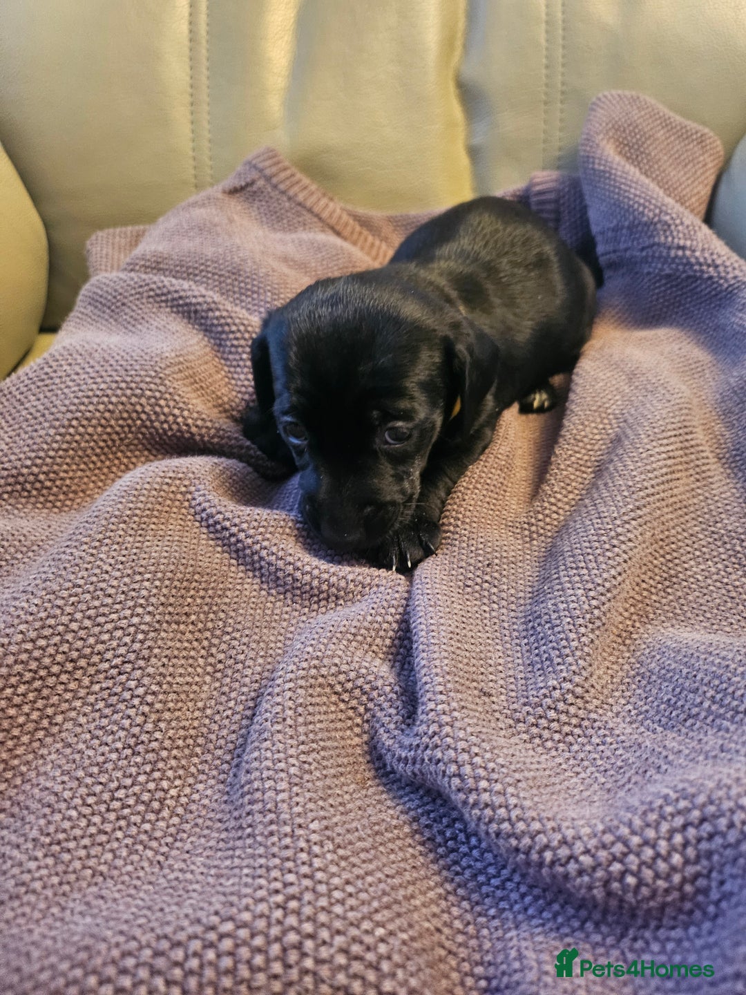 Mixed Breed dogs for sale: 1 pup available  - Image 5