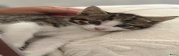 Mixed Breed cats for sale: 2 kittens  - Advert 9