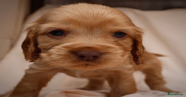 Cocker Spaniel dogs - Advert 6