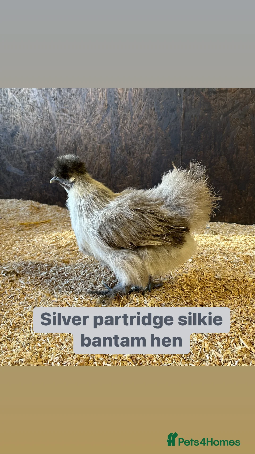 Chickens poultry for sale: Pure breed bantam hens at point of lay - Advert 26