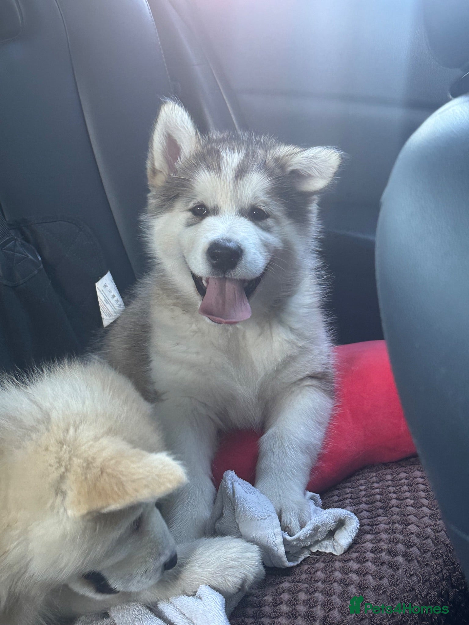 Alaskan Malamute dogs Rare big pure Alaskan Malamute pups - Advert 1