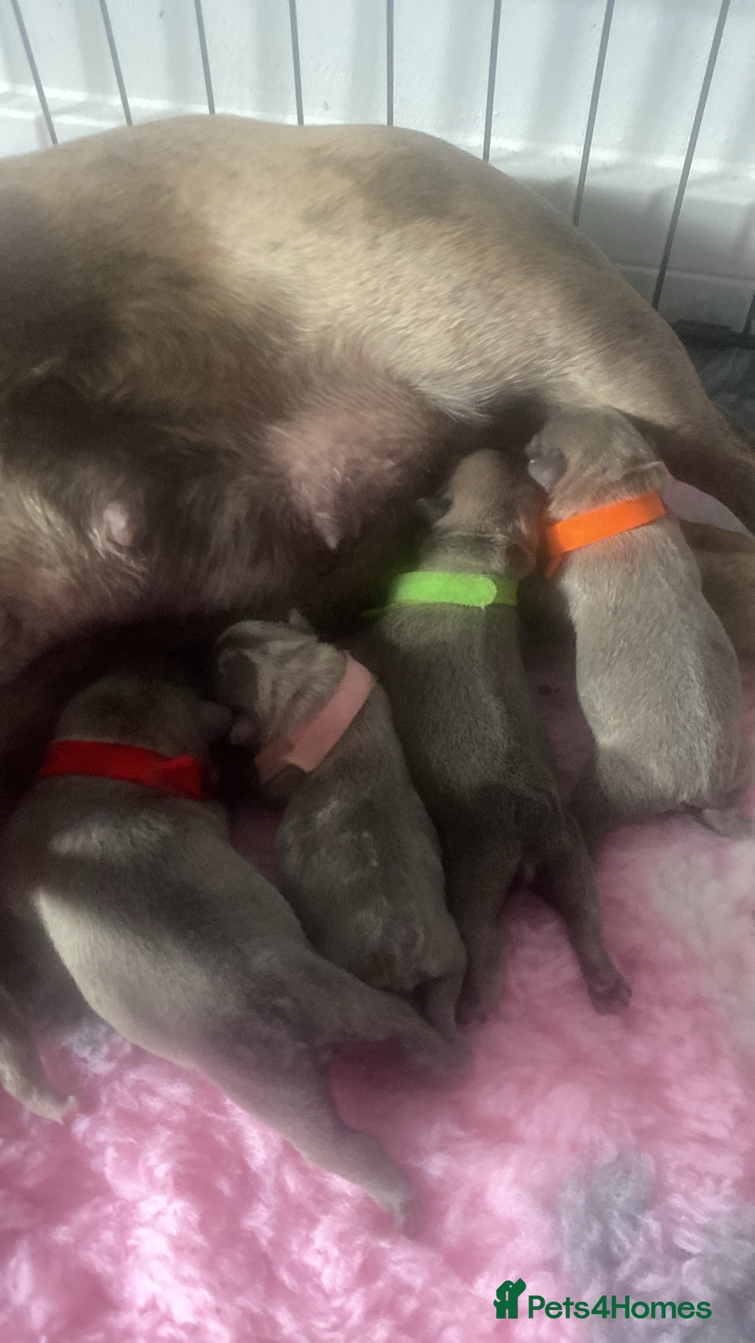 French Bulldog dogs for sale: French bulldog puppies  - Image 2