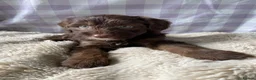 Cockapoo dogs for sale: 8 beautiful cockapoo puppies  - Advert 31