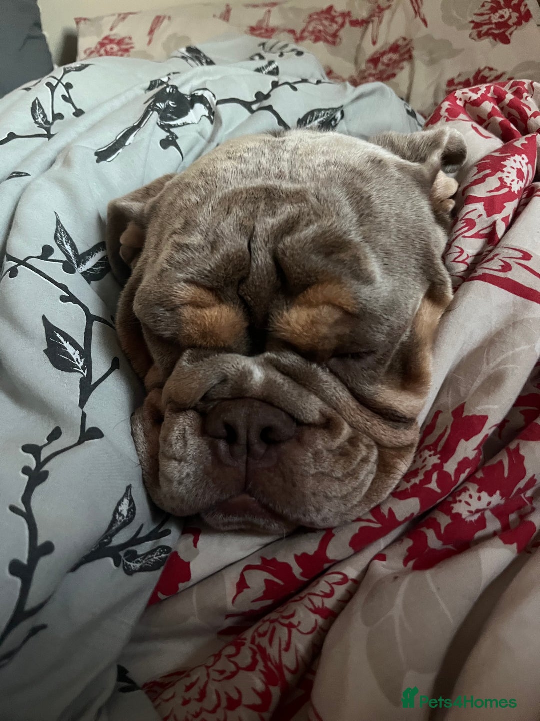 English Bulldog dogs for sale: Bonnie 3 year old British bulldog  - Advert 7