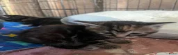 Mixed Breed cats for sale: 3 beautiful kittens for sale  - Advert 8