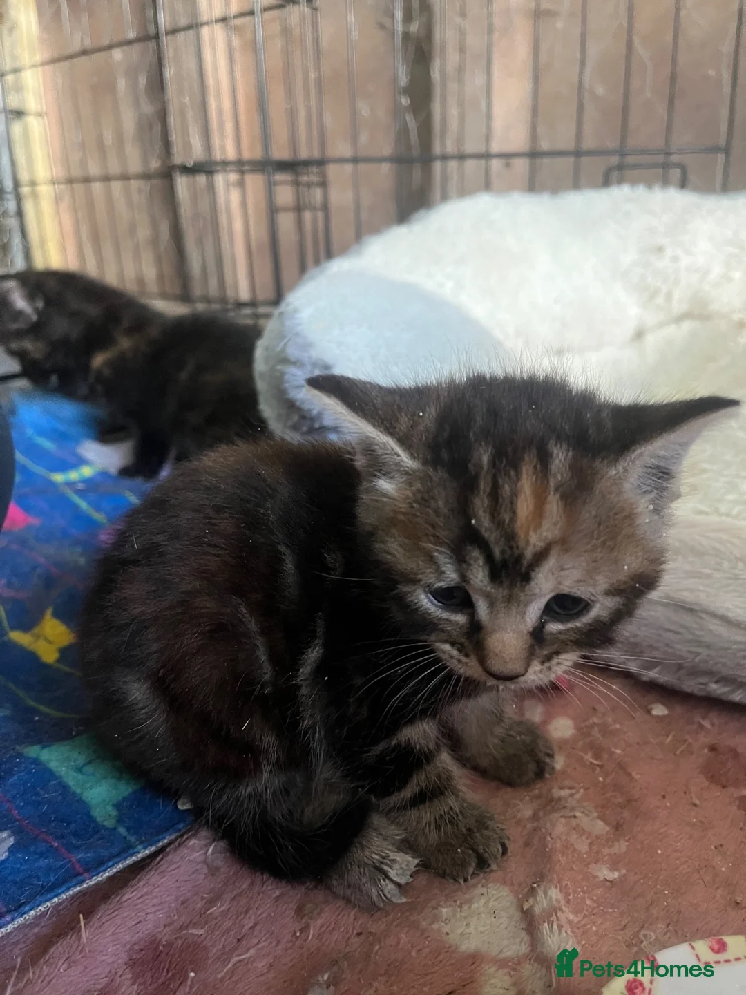 Mixed Breed cats for sale: 3 beautiful kittens for sale  - Advert 8