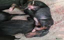 Mixed Breed dogs for sale: Border collie x irish petter puppies - Image 3