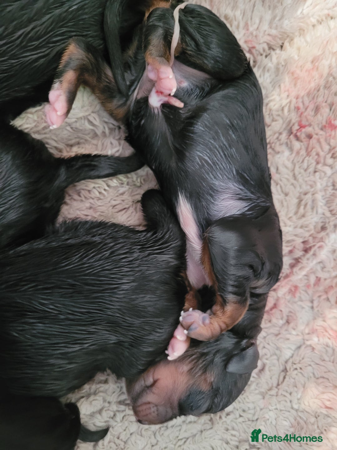 Mixed Breed dogs for sale: Border collie x irish petter puppies - Image 3
