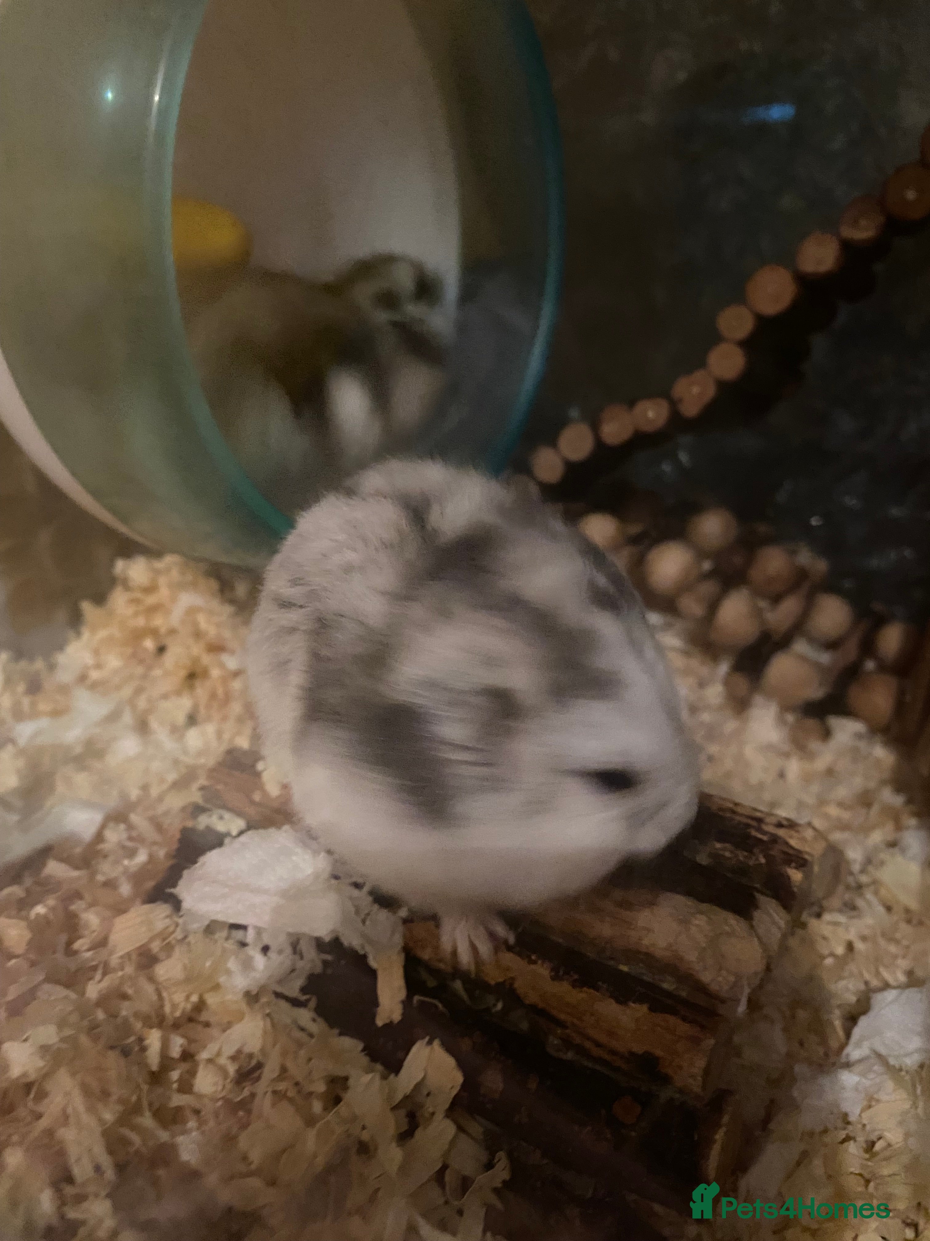 Hamster rodents 8 healthy hamsters  - Advert 6