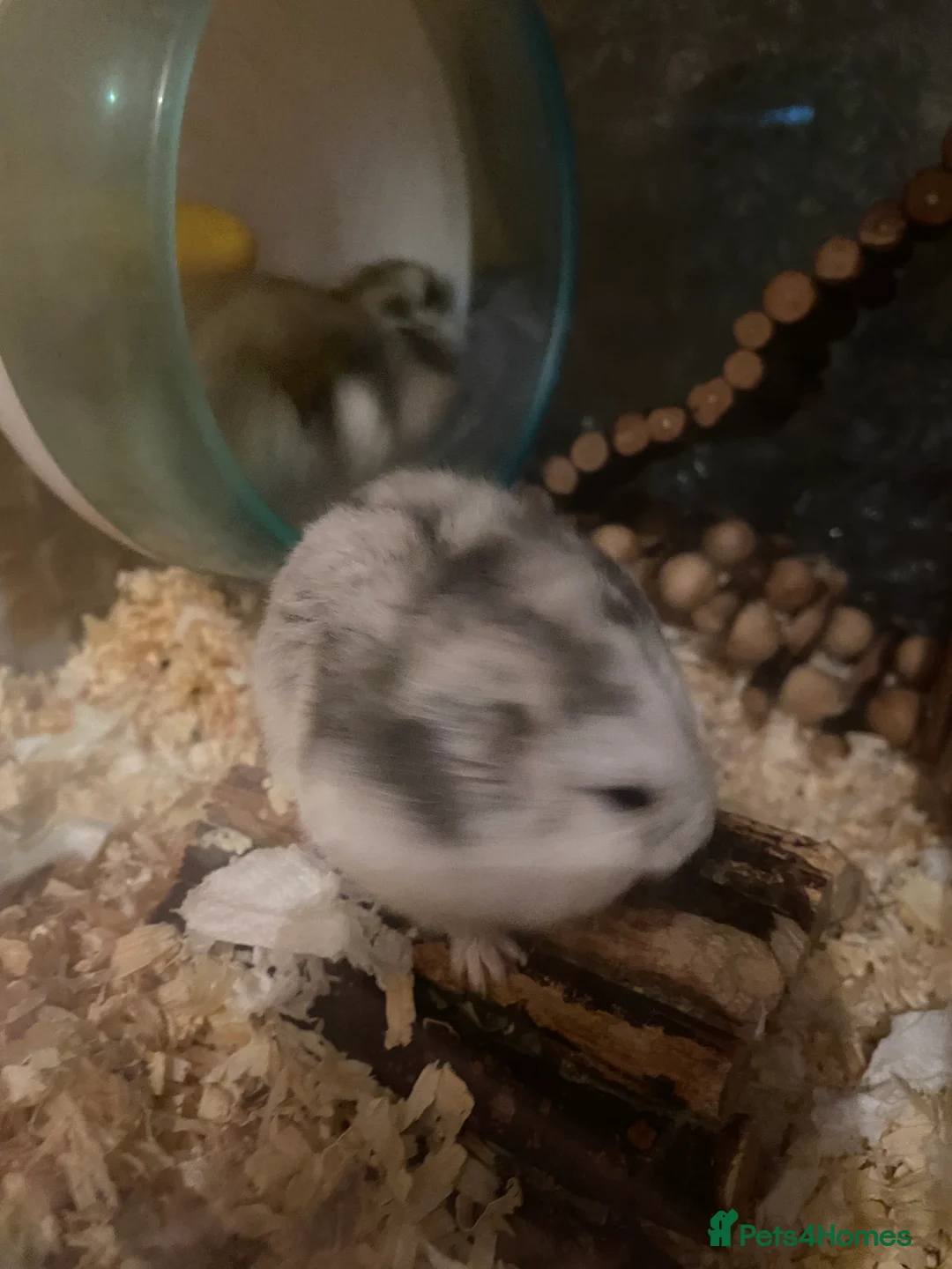 Hamster rodents for sale: 8 healthy hamsters  - Advert 1
