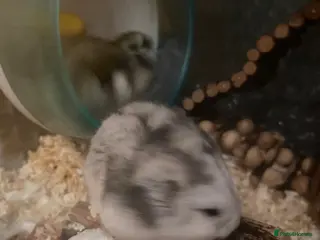 Hamster rodents 8 healthy hamsters - Advert 6