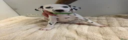 Dalmatian dogs for sale: Dalmatian puppies - Advert 36