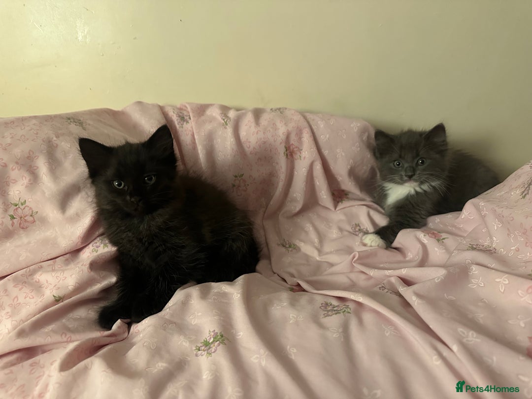 Ragdoll cats for sale: 2 male kittens (Half Ragdoll) - Image 12