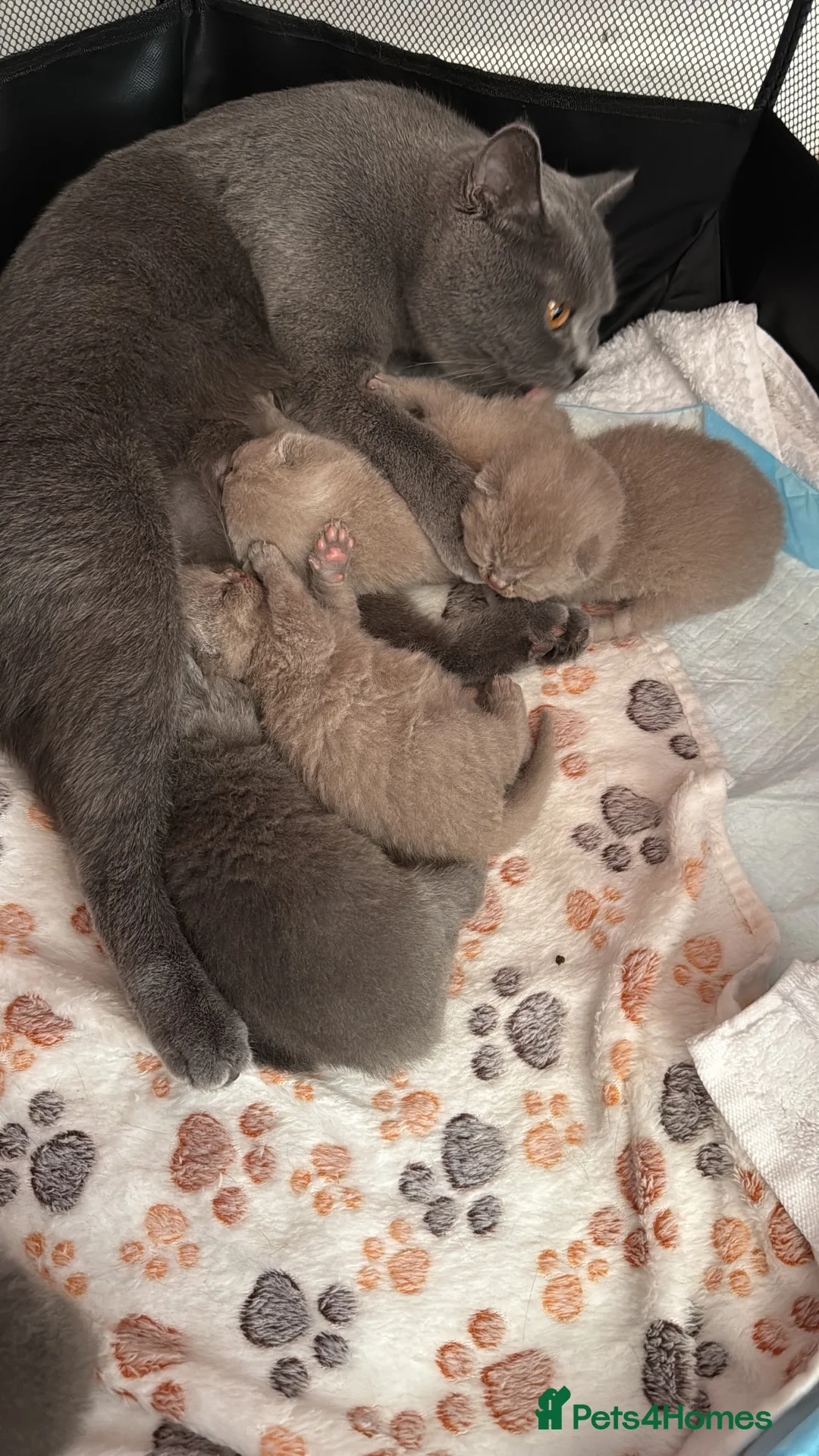 British Shorthair cats for sale: 5 beautiful BSH Blue & Lilic TICA registered  - Advert 10