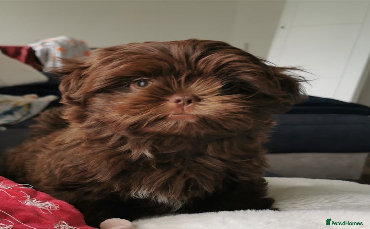 Shih Tzu dogs - Advert 1