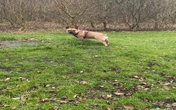 French Bulldog dogs for sale: Male and Female French Bulldogs - Image 4