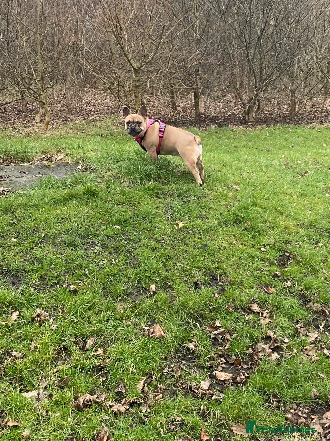 French Bulldog dogs for sale: Male and Female French Bulldogs - Advert 4