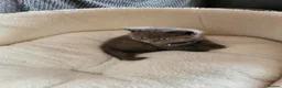 British Shorthair cats for sale: 4 adorable British Shorthair kittens - Advert 18