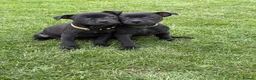 Staffordshire Bull Terrier dogs for sale: KC Black Puppies Ready Now - Advert 7