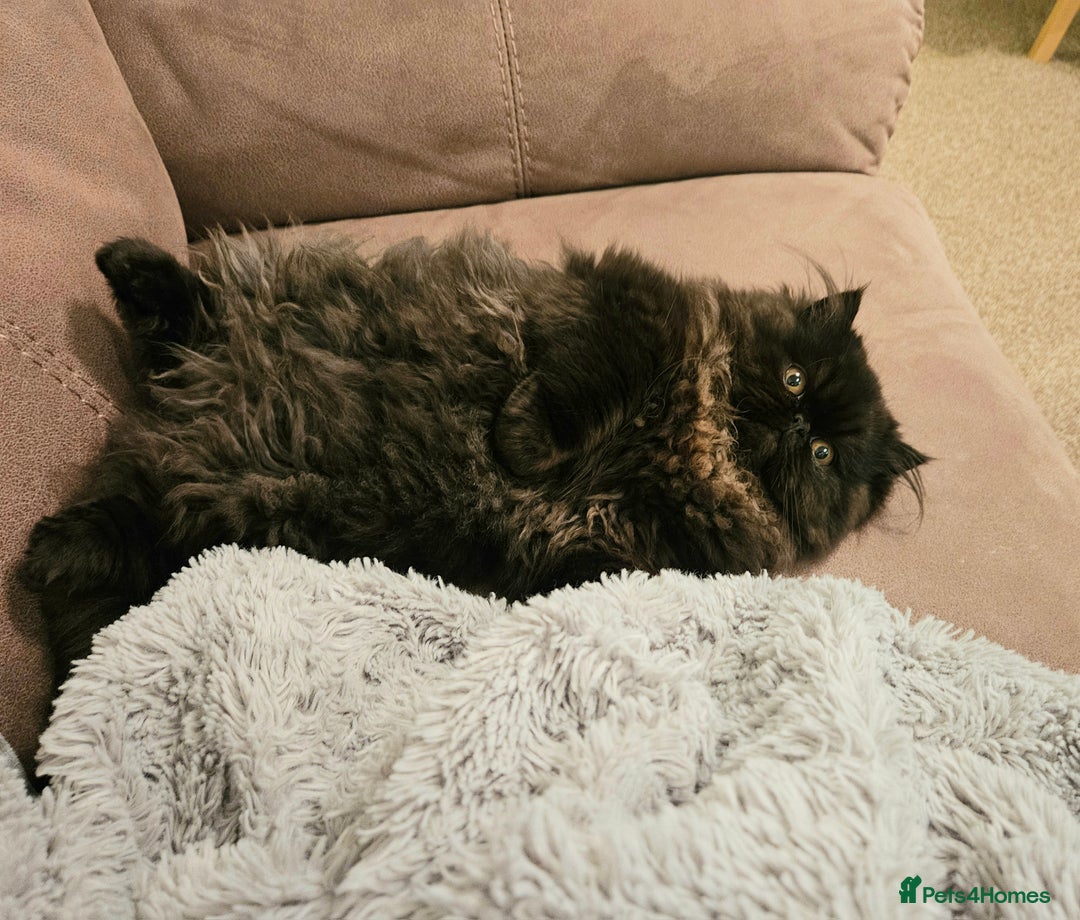 Persian cats for sale: Stunning Persian girl  - Advert 3