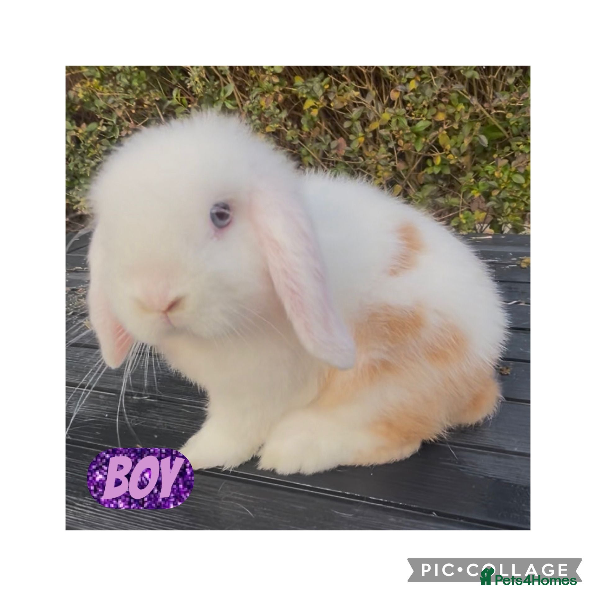 Mini Lop rabbits Beautiful mini lop baby rabbits  - Advert 10