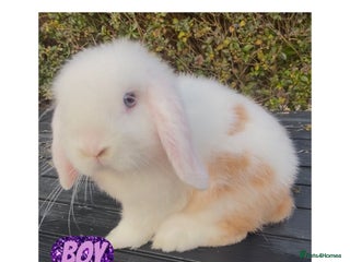 Mini Lop rabbits Beautiful mini lop baby rabbits - Advert 8