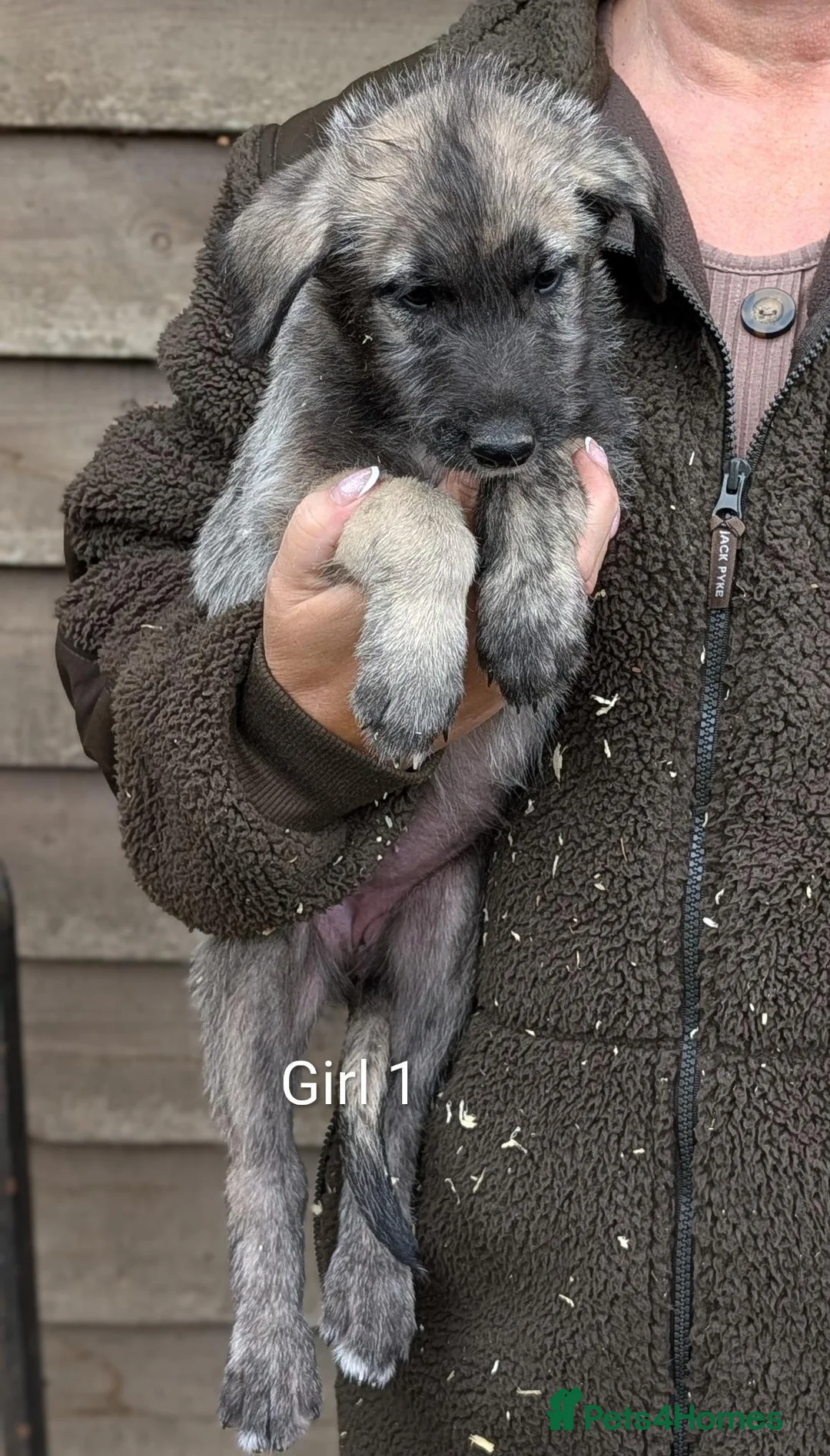 Irish Wolfhound dogs for sale: Wolfhound/Caucasian  - Advert 2