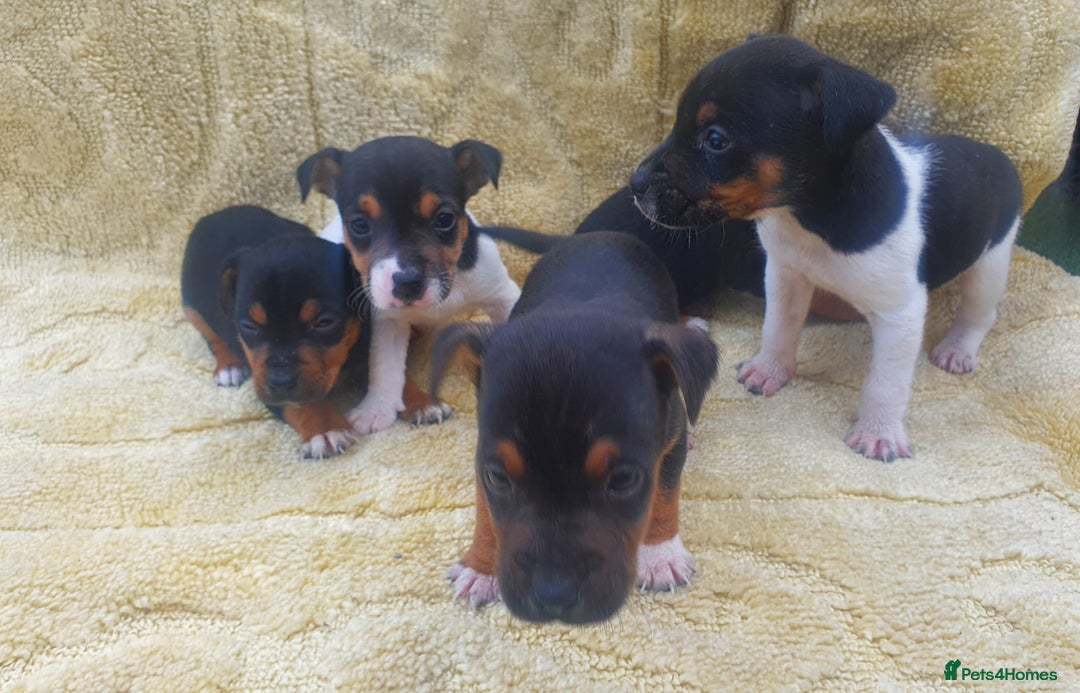 Jack Russell dogs for sale: Jack russell puppies - Image 10