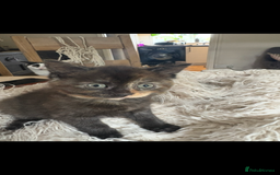 Persian cats for sale: Beautiful Persian x Tabby kitten! - Image 8
