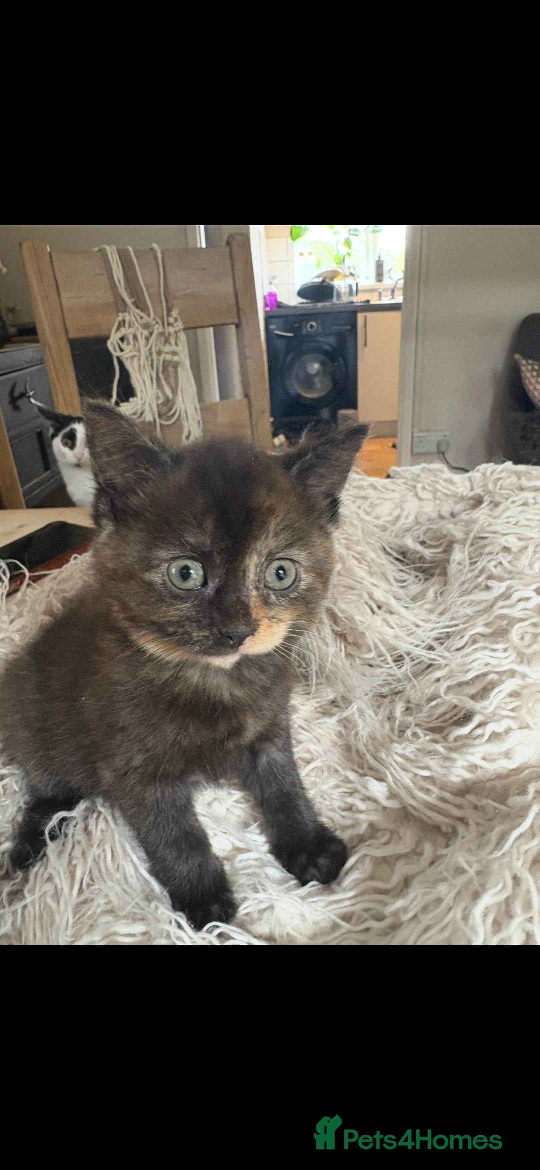Persian cats for sale: Beautiful Persian x Tabby kitten! - Image 8