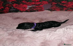 Cavapoo dogs for sale: Exceptional Cavapoo babies  - Image 16